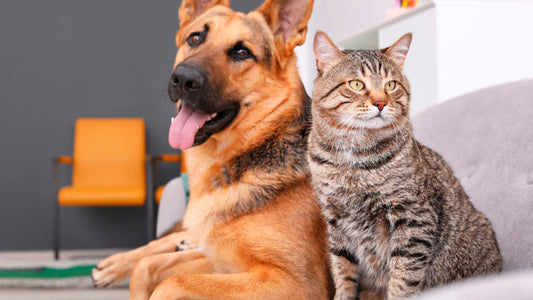 Nossos Destaques para o seu Pet!